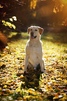 sitting Labrador Retriever