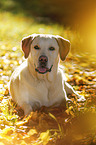 lying Labrador Retriever