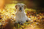 lying Labrador Retriever