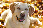 Labrador Retriever Portrait