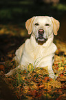 lying Labrador Retriever