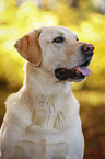 Labrador Retriever Portrait