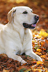 lying Labrador Retriever