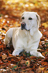 lying Labrador Retriever