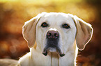 Labrador Retriever Portrait