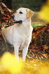 sitting Labrador Retriever