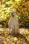 sitting Labrador Retriever