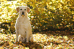 sitting Labrador Retriever