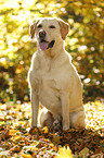 sitting Labrador Retriever