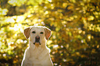 Labrador Retriever Portrait