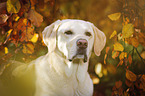 Labrador Retriever Portrait