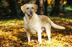 Labrador Retriever