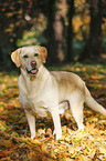 Labrador Retriever