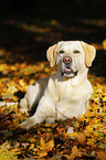 lying Labrador Retriever