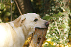 Labrador Retriever Portrait