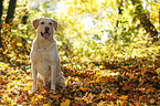 sitting Labrador Retriever