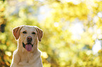 Labrador Retriever Portrait