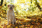 sitting Labrador Retriever