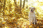 sitting Labrador Retriever