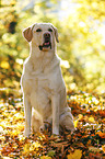 sitting Labrador Retriever