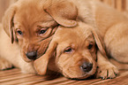 Labrador Retriever Puppies