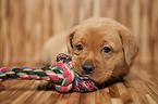 Labrador Retriever Puppy