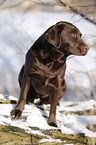 brown Labrador in snow