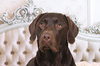 Labrador Retriever Portrait