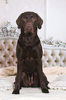 sitting Labrador Retriever