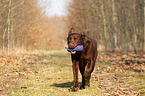 Labrador Retriever retrieves dymmy