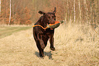 Labrador Retriever retrieves dymmy