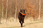 Labrador Retriever retrieves dymmy