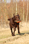 Labrador Retriever retrieves dymmy