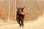 Labrador Retriever retrieves dymmy