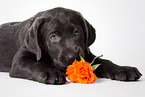 Labrador RetrieverPuppy