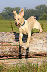 jumping Labrador Retriever