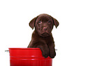 Labrador Retriever Puppy