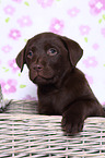 Labrador Retriever Puppy