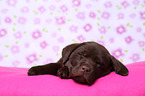 sleeping Labrador Retriever Puppy