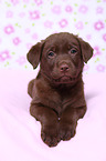 Labrador Retriever Puppy