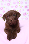 Labrador Retriever Puppy