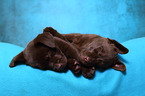 sleeping Labrador Retriever Puppies