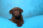 Labrador Retriever Puppy