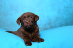 Labrador Retriever Puppy