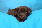 Labrador Retriever Puppy