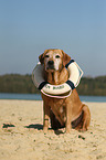 sitting Labrador Retriever