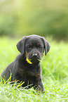 Labrador Retriever Puppy