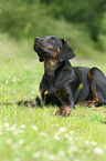 young Labrador Retriever