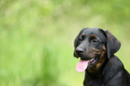 young Labrador Retriever