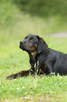 young Labrador Retriever